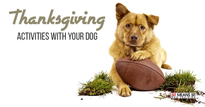 Thanksgiving Activities for Dogs