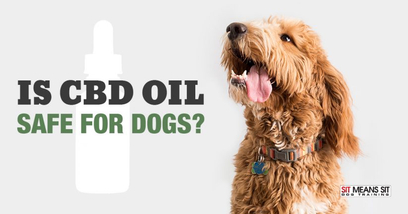 Is CBD Safe for Dogs?