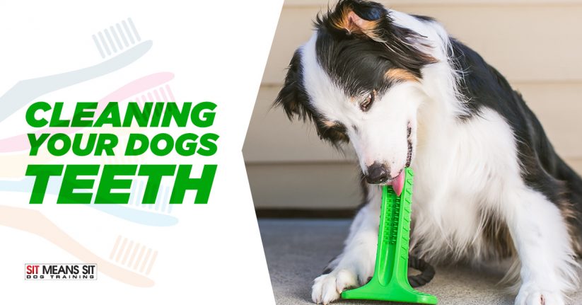 The Best Way to Clean Your Dog's Teeth