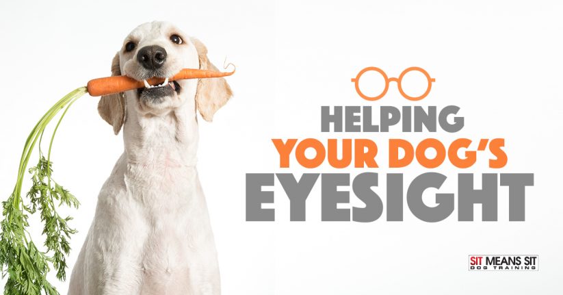Helping Your Dog's Eyesight