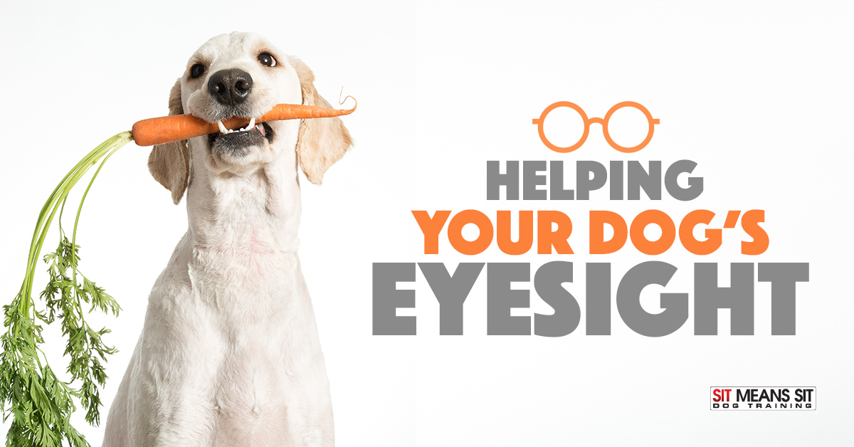 Helping Your Dog's Eyesight