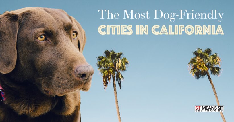 The Most Dog-Friendly Cities in California