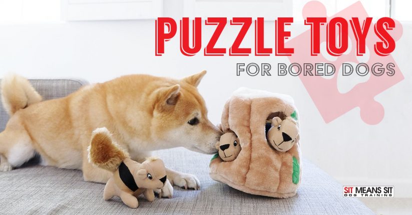Best Puzzle Toys for Bored Dogs