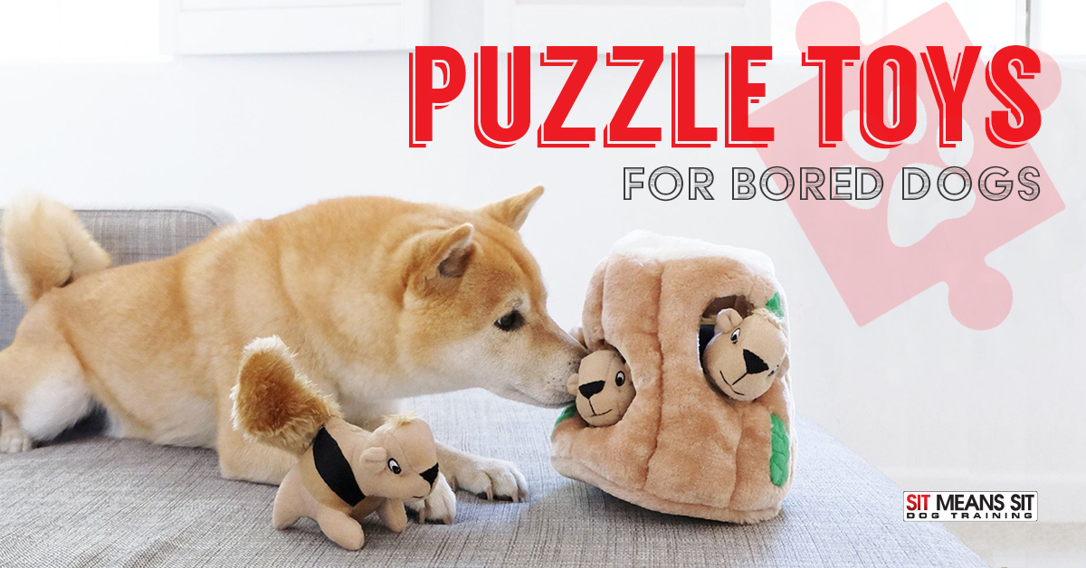 Best Puzzle Toys for Bored Dogs  Sit Means Sit South Orange County