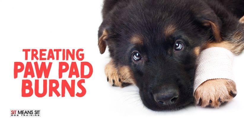 How to Treat a Paw Pad Burn on Your Dog
