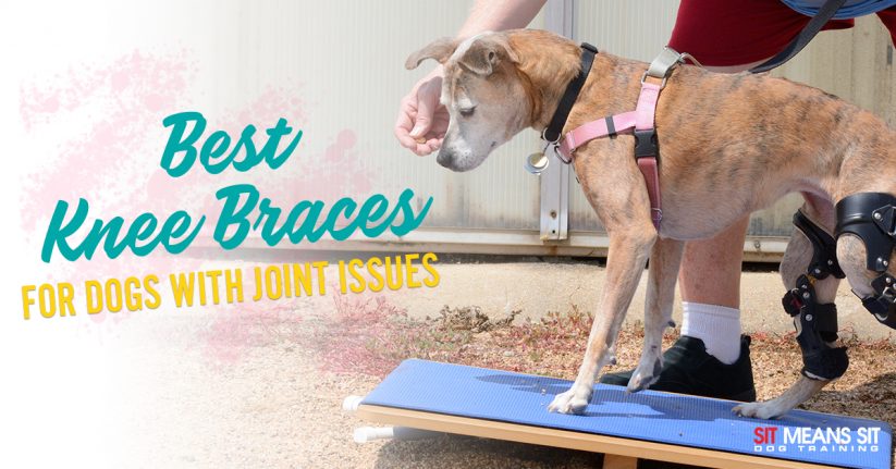 The Best Dog Knee Braces