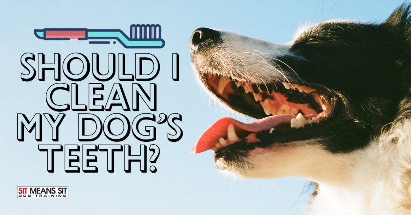 Should I Clean My Dog's Teeth?