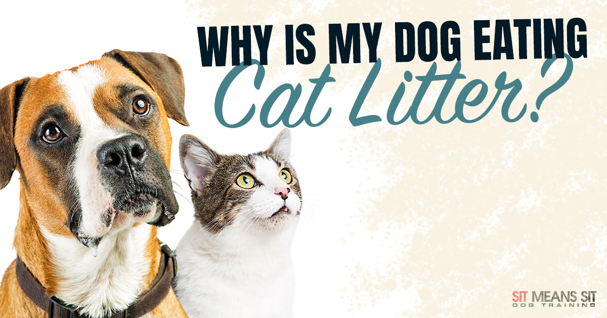 what happens when dogs eat cat litter