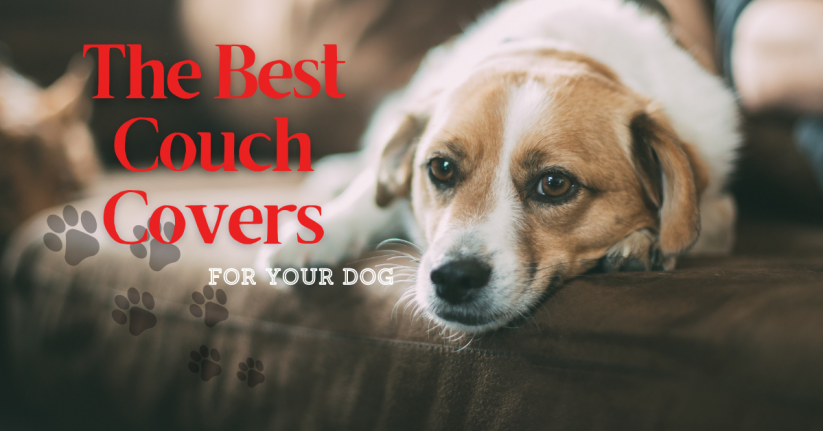 Best Couch Covers for Dogs