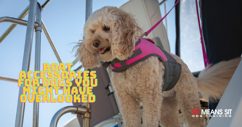 Boat Accessories for Dogs You Might Have Overlooked