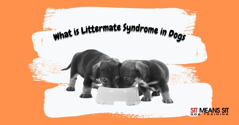 What is Littermate Syndrome in Dog?