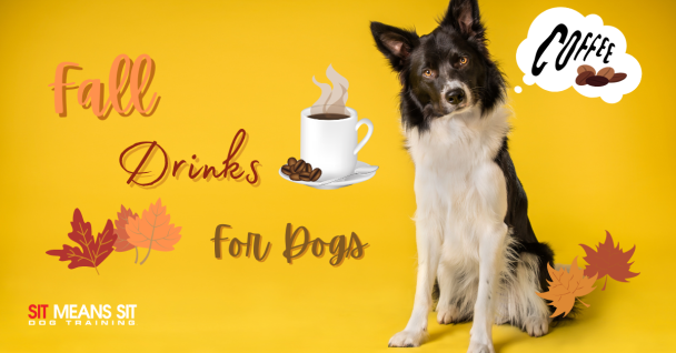 Barista-Style Fall Drinks for Dogs