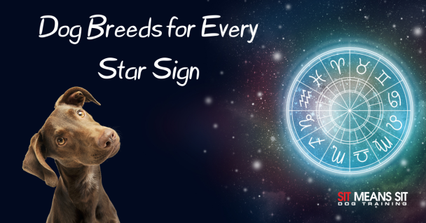 The Most Compatible Dog Breeds for Every Star Sign