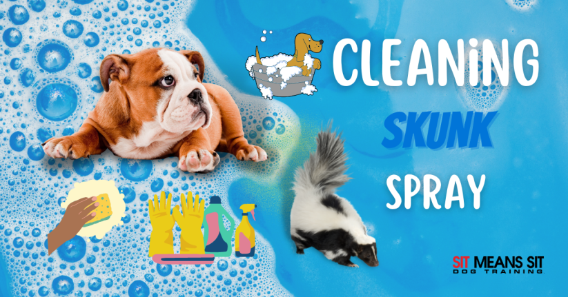 Tips for Cleaning Skunk Spray Off Your Dog