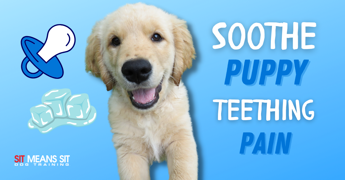 sooth puppy teething pain poster with a dog sitting with a grinning smile