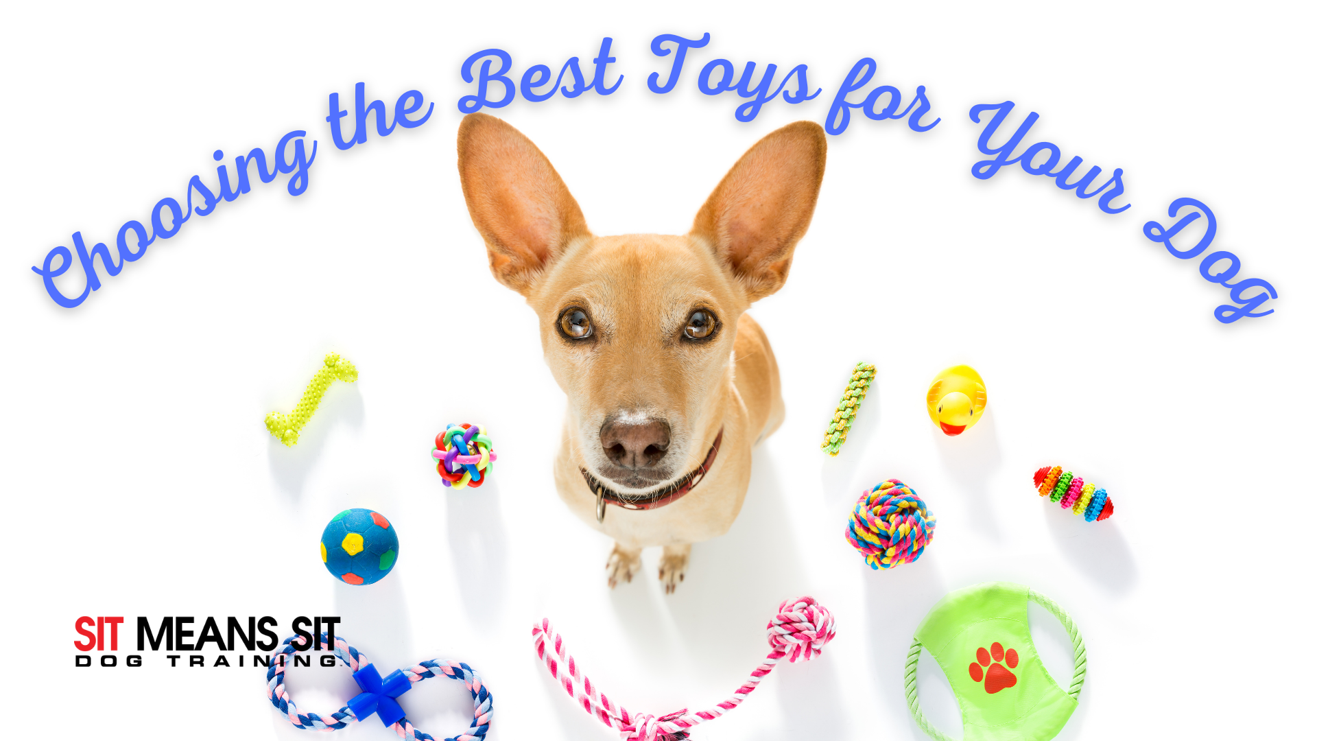 Tips for Choosing the Best Toy for Your Dog Sit Means Sit South