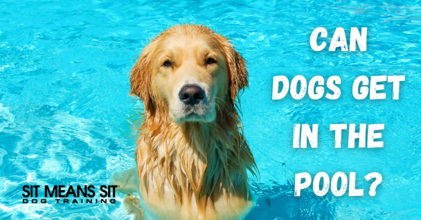 Can I Let My Dog Swim In My Pool?