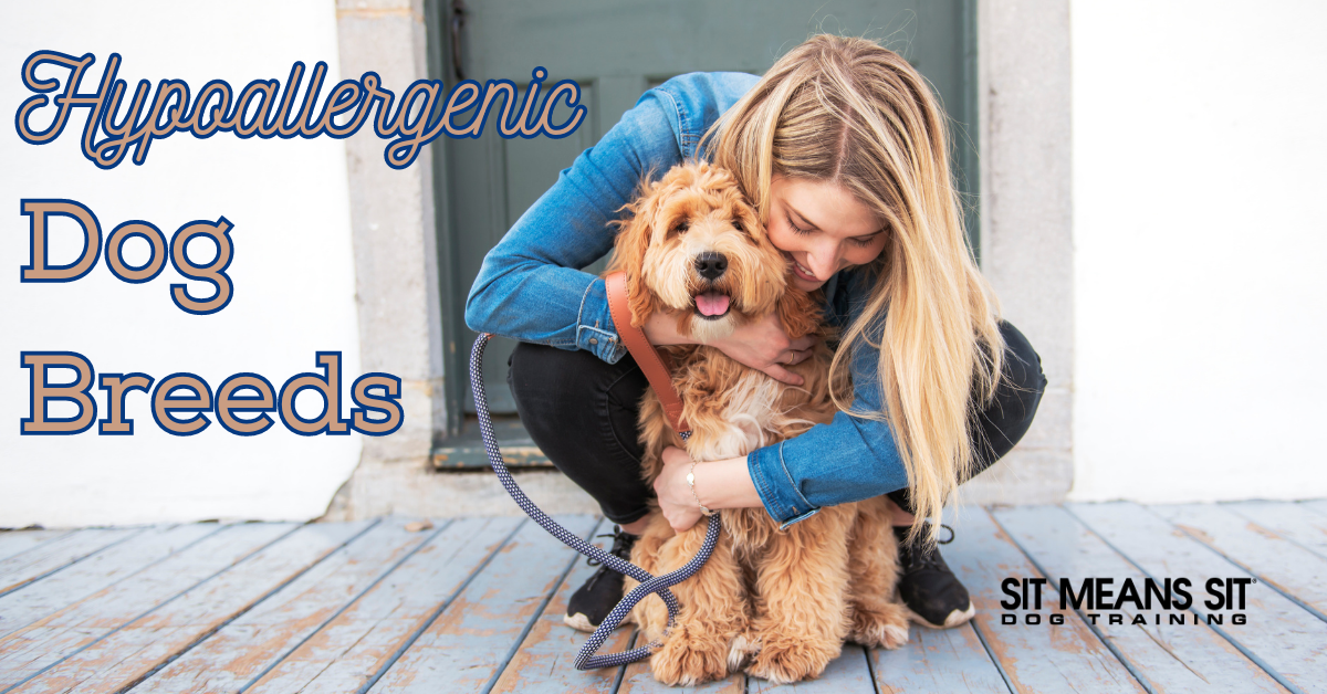Check Out These Hypoallergenic Dog Breeds