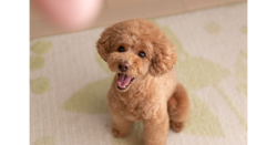 Check Out These Hypoallergenic Dog Breeds