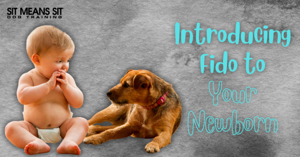 Tips for Introducing Your Dog to Your Newborn Baby