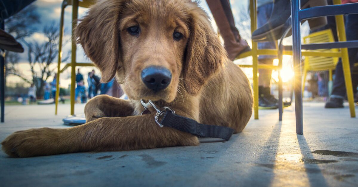 dog friendly breweries