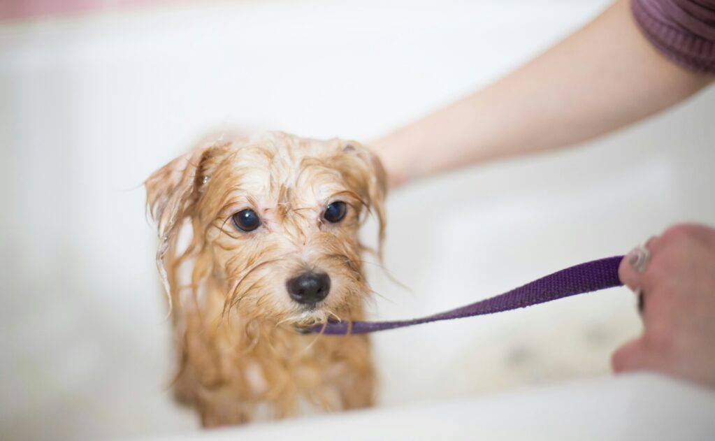 dog grooming orange county