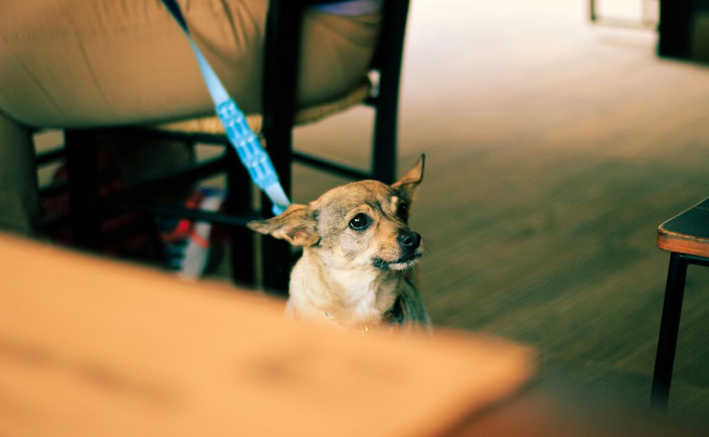 dog-friendly restaurants in san clemente