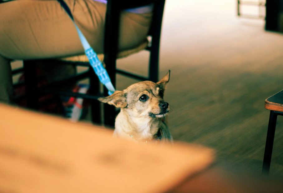 dog-friendly restaurants in san clemente