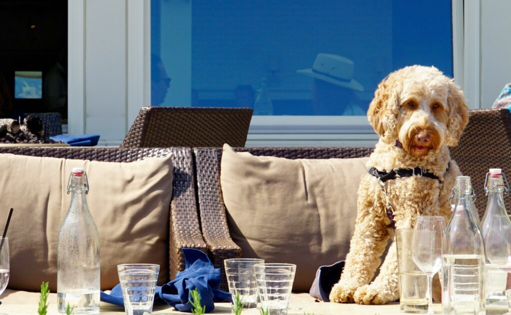 dog friendly restaurants san juan capistrano