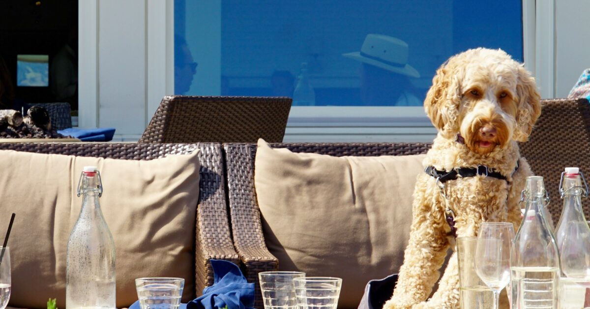 dog friendly restaurants san juan capistrano