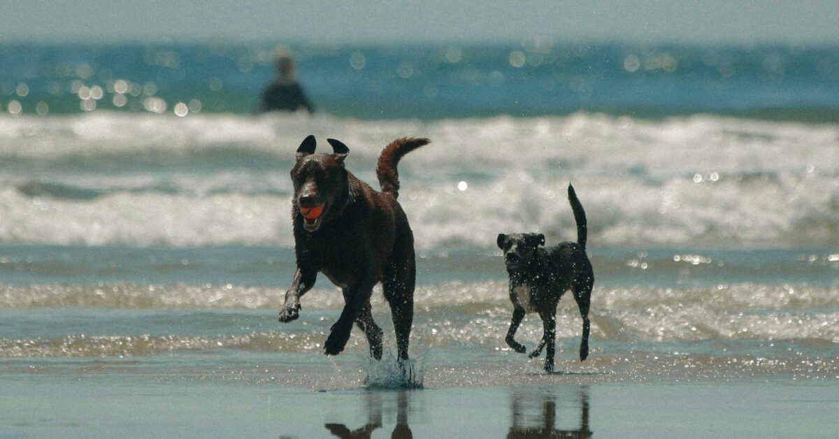 dog-friendly beaches orange county