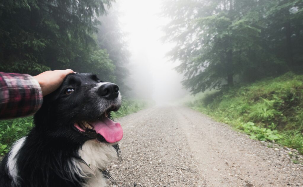 dog friendly hikes orange county