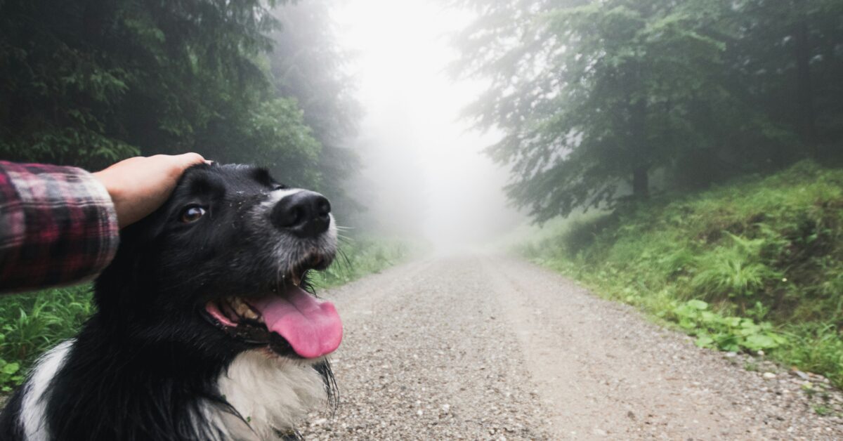dog friendly hikes orange county