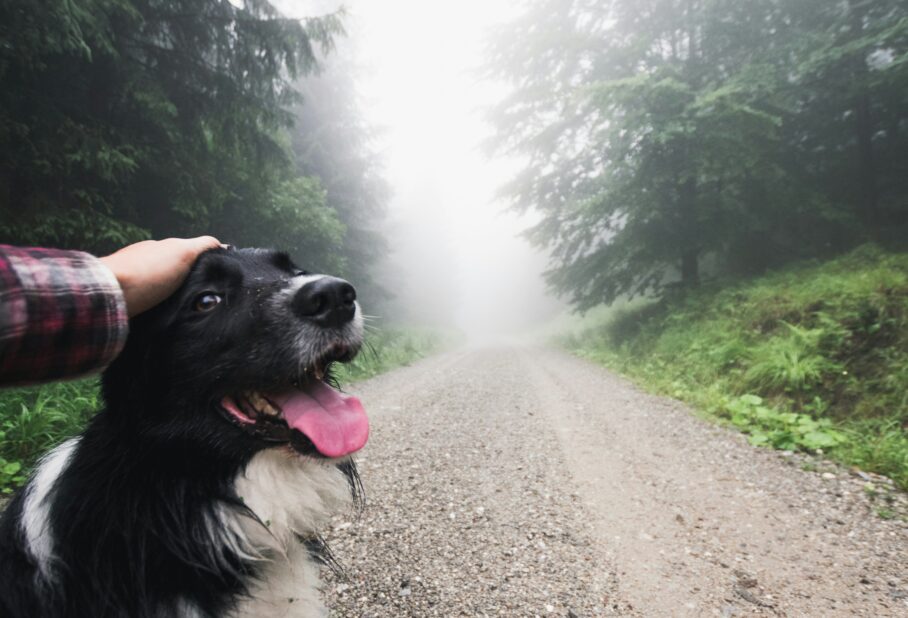dog friendly hikes orange county