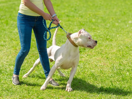 aggressive dog rehab