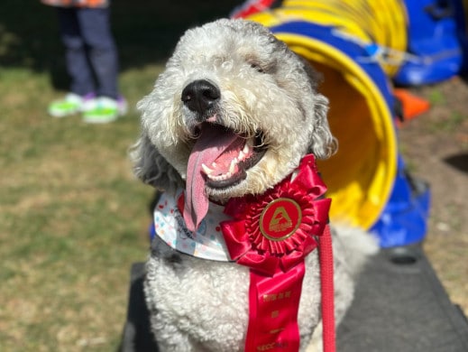 proud bernidoodle