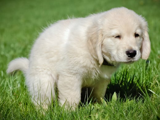 potty training help