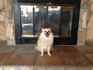 Bella on fire place