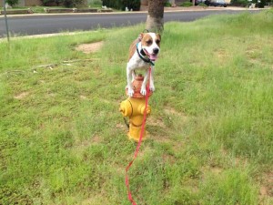 Lana on fire hydrant
