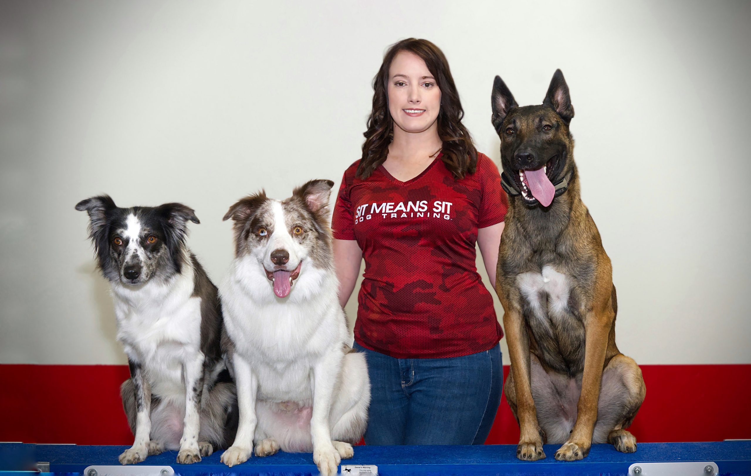 three dogs sitting on a blue platform with a woman standing in the middle