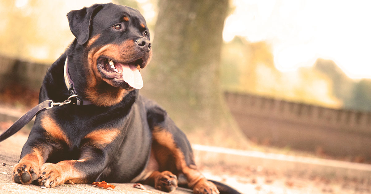 Private dog training lessons.