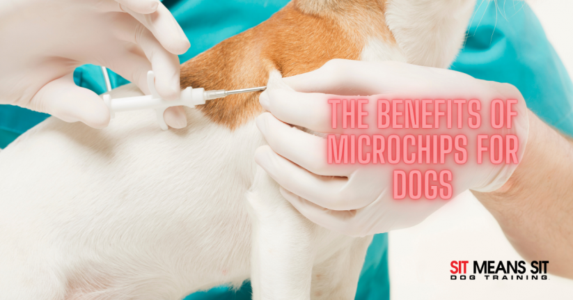 The Benefits of Microchips for Dogs