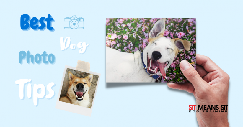 Tips for Taking the Best Pictures of Your Dog