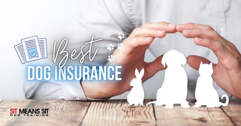 Best Dog Insurance Companies for 2021