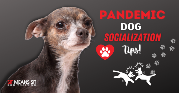 Pandemic Dog Socialization Tips