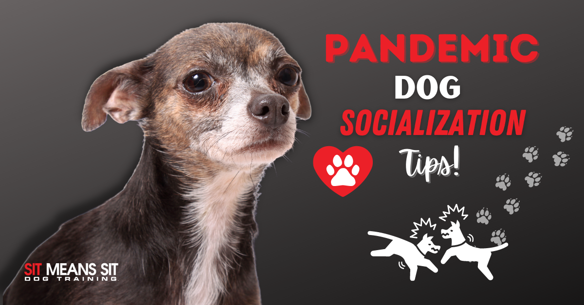Pandemic Dog Socialization Tips - Sit Means Sit Dog Training Souther Utah