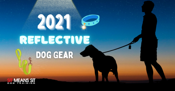 Best Reflective Dog Walking Gear 2021