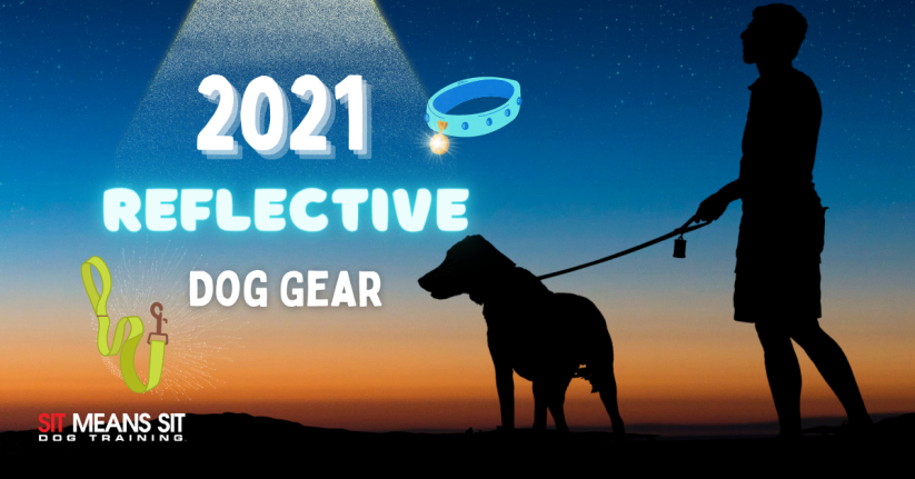 Best Reflective Dog Walking Gear 2021