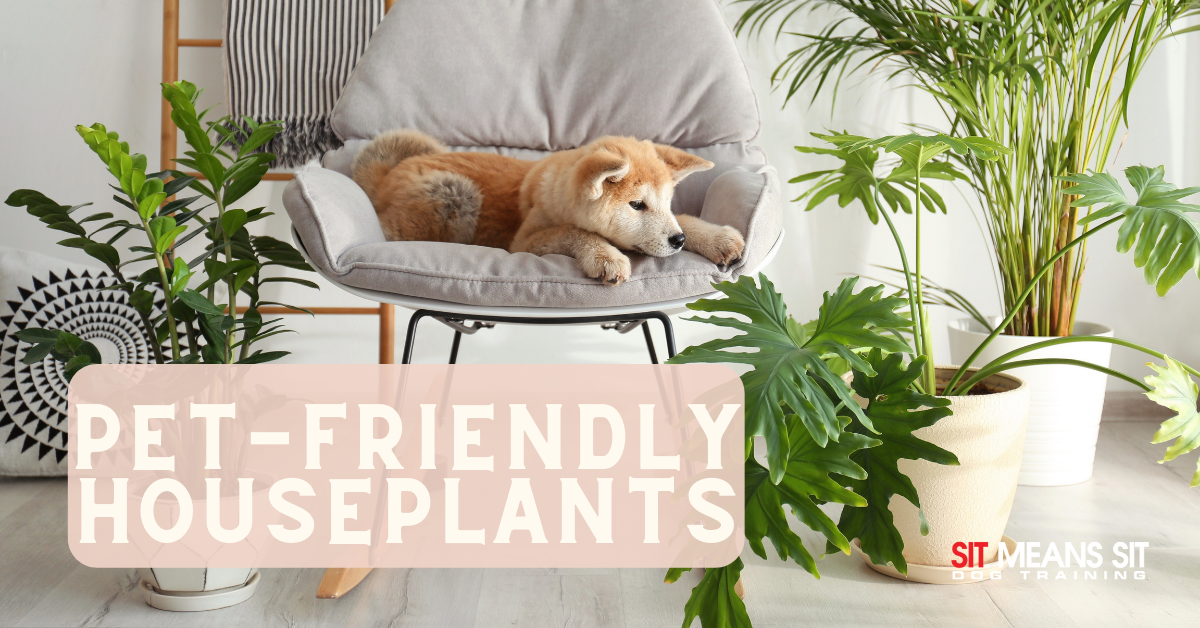 Pet-Friendly Houseplants that are Low-Maintenance - Sit Means Sit Dog Training Souther Utah