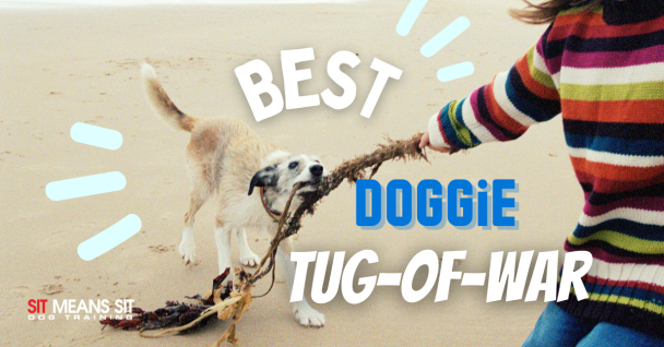 The Best Way to Play Tug-of-War with Your Dog